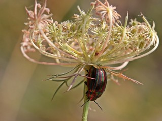 Regenbogen-Blattkäfer (Chrysolina cerealis) an Wilder Möhre © Schmutzler-Schaub
