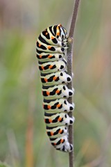 Fototapeta premium Schwalbenschwanz-Raupe (Papilio machaon) am Dörnberg