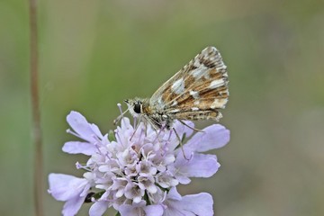 Zweibrütiger Würfel-Dickkopffalter (Pyrgus armoricanus)