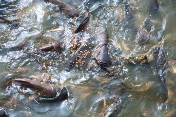 Feeding Iridescent shark Fish in river of Thailand