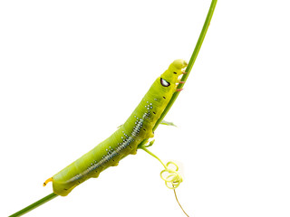 Green caterpillar on white background