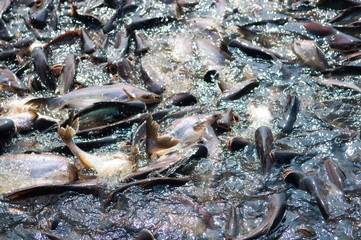 Iridescent shark Fish or Sawai fish in river of Thailand