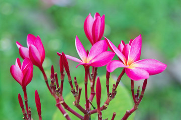 Close up of frangipani flower or Leelawadee flower on the tree
