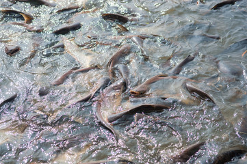 Iridescent shark Fish or Sawai fish in river of Thailand