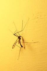 mosquito sitting on wall indoor