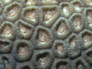 Coral texture
