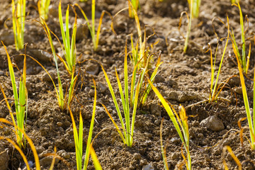 Young green plant in the field