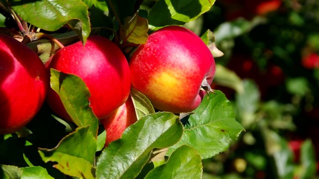 Apfel am Baum vid 06