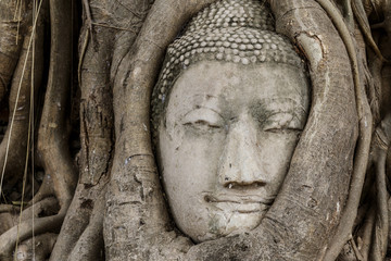 Buddha head statue in old tree