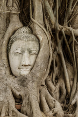 Buddha head in banyan tree at Ayutthaya