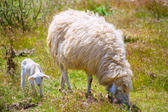 Mother sheep and baby lamb grazing in a field