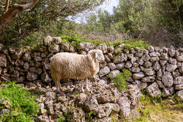 Obraz premium lamb sheep in mediterranean landscape at Menorca