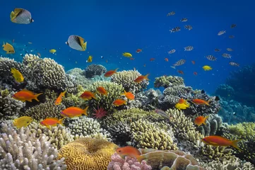 Badezimmer Foto Rückwand Korallenrifffische im Wasser © vlad61_61