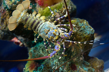 Spiny Lobster
