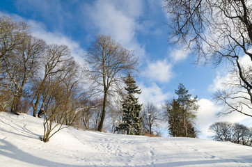 Obraz premium Winter landscape in the park. Sunny Day