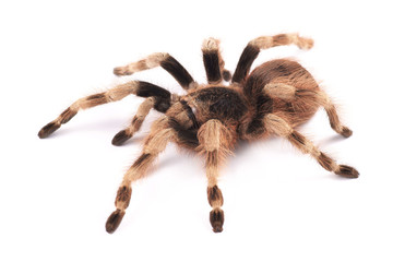 Tarantula spider, female (Nhandu coloratovilosum)