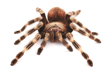Tarantula spider, female (Vitalius paranaensis)