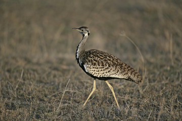 Black-bellied bustard, Eupodotis melanogaster