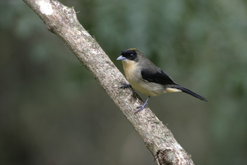 Obraz premium Black-goggled tanager, Trichothraupis melanops,