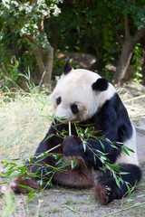 Obraz premium huge panda a bear is bamboo escapes