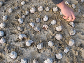 Ракушки, выложенные в спираль