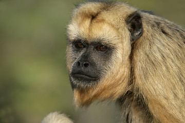 Black-howler monkey, Alouatta caraya