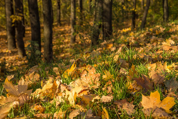Forest ground with leaves and trees.