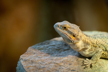 Dragon de Lawson