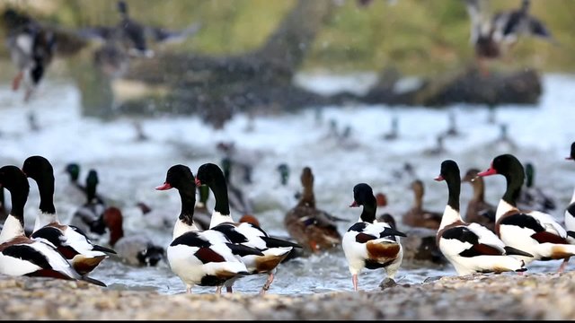 Canards