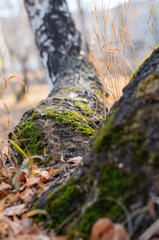 Moss on the tree.