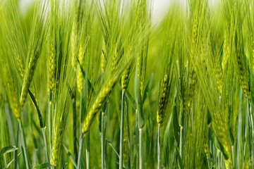 Green wheat