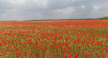 Red poppies