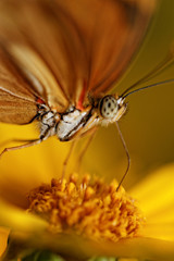 Orange butterfly