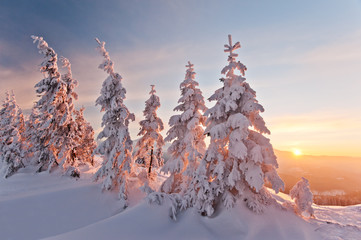 Trees