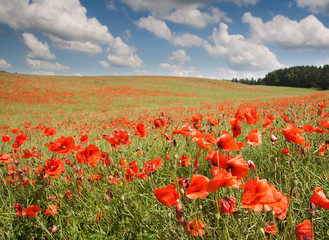 field with red poppies