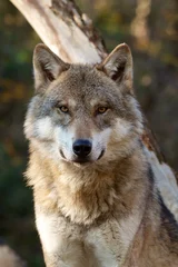 Fotobehang Grijze Wolf - Canis Lupus © ARC Photography