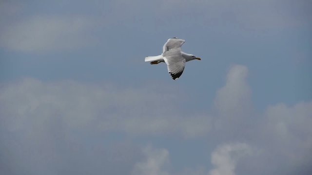 gaviota patiamarilla volando