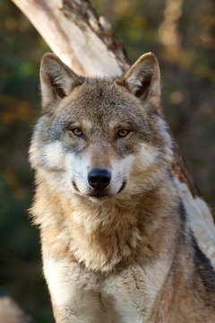 Grey Wolf - Canis Lupus