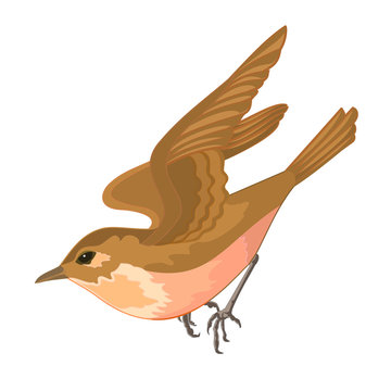 0range bird
