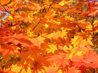 紅葉