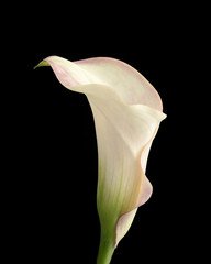 Single Calla Lily on a black background