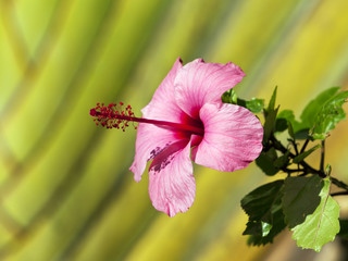 Pink Hibiscus blossom
