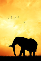 Fototapeta na wymiar Elephant silhouette
