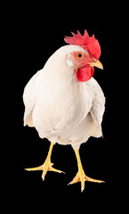 Chicken hen white. Isolated on a black background