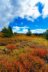 tundra cloud trees