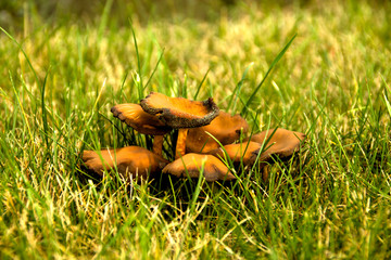 yellow mushrooms in the grass