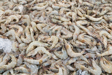 fresh prawns on ice in the market
