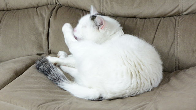 White spotted cat sit on couch sofa and wash paw