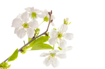 Naklejka na ściany i meble cherry blossom branch