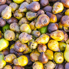 windfall fruits on the meadow
